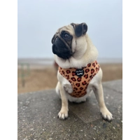 Spiced Honey Leopard Dog Harness