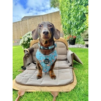 Rosie Rose Cornflower Blue Floral Dog Harness