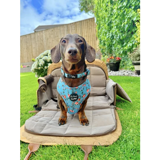 Rosie Rose Cornflower Blue Floral Dog Harness