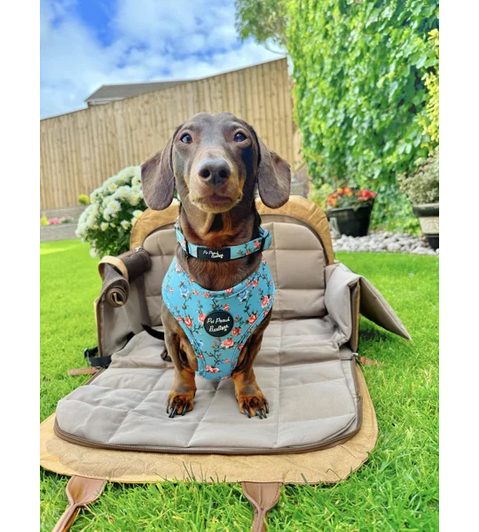 Rosie Rose Cornflower Blue Floral Dog Harness