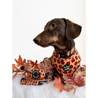 Spiced Honey Leopard Dog Harness