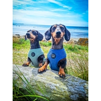 Jaguar Blue Cord Dog Harness