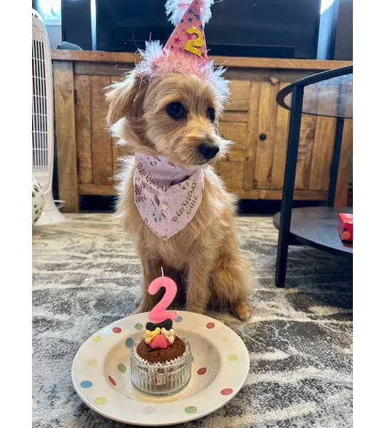 Pink Birthday GIRL Dog Bandana
