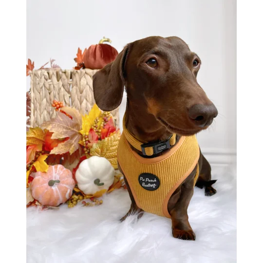 Mustard Yellow Cord Dog Collar