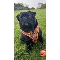 Trick Or Treat Harry Halloween Spooky Dog Harness