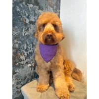 Purple Revival Polka Dot Dog Bandana
