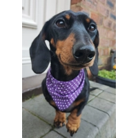 Purple Revival Polka Dot Dog Bandana