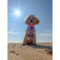 Lucky Little Lavender Daisies Dog Harness  - optional flower accessory