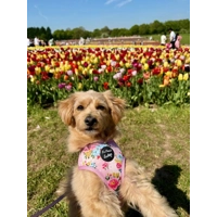 Cottage Floral Dog Harness  - optional flower accessory