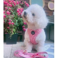 Dusky Pink Daisies Floral Dog Lead - Reversible