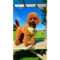 Zesty Butter Meadows Custom ID Dog Tag - NEW STYLE