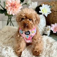 Cottage Floral Dog Harness  - optional flower accessory