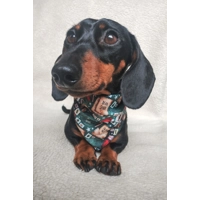 Nice List? Christmas Dog Bandana