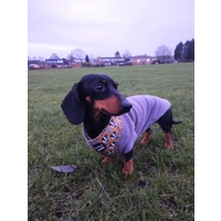 Woodland Badger Dog Harness