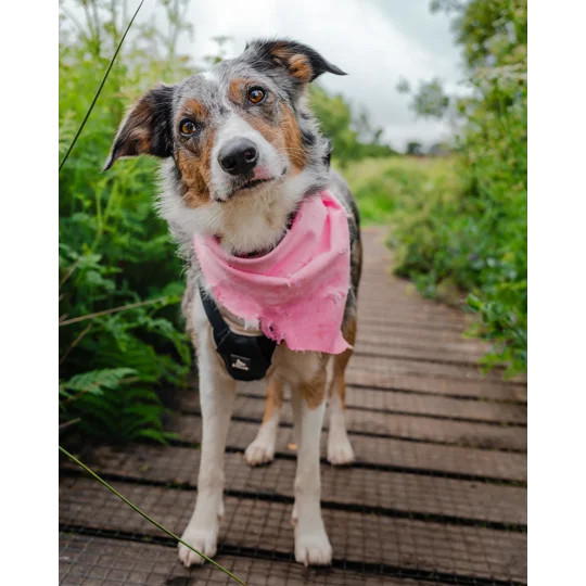 Dusty Rose Pink Denim Raw Edge Dog Bandana