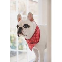 Rich Red Gentleman's Polka Dot Dog Bandana