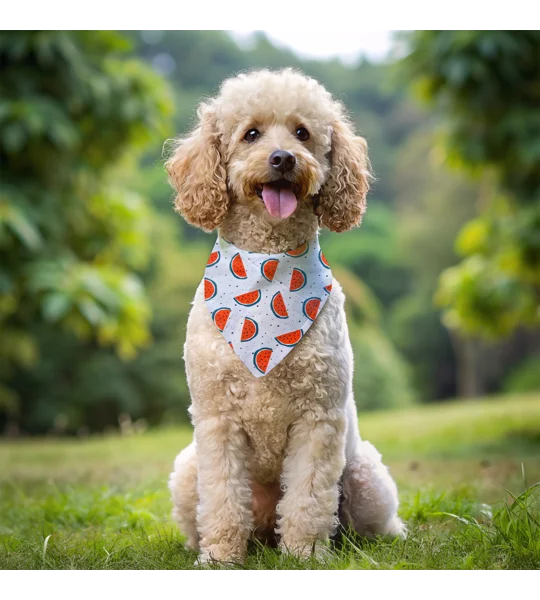 Watermelon Fruity Dog Bandana