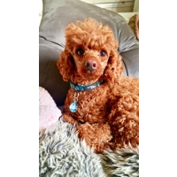 Wild Meadow Bunny Dog Collar