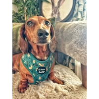 Wild Meadow Bunny Dog Harness