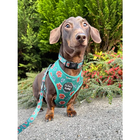 Wild Green Poppy Dog Harness