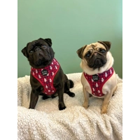 Winter Wonderland Dog Harness