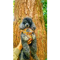 Woodland Badger Dog Bow Tie
