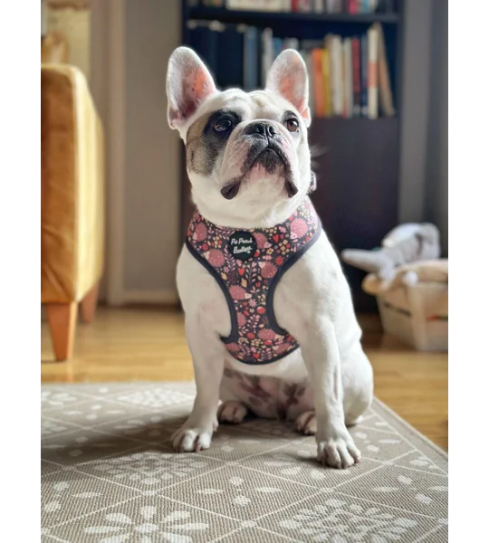 Woodland Hedgehog Dog Harness