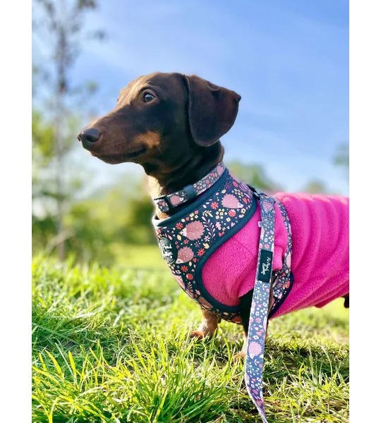 Woodland Hedgehog Dog Harness