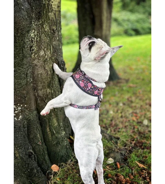 Woodland Hedgehog Dog Harness