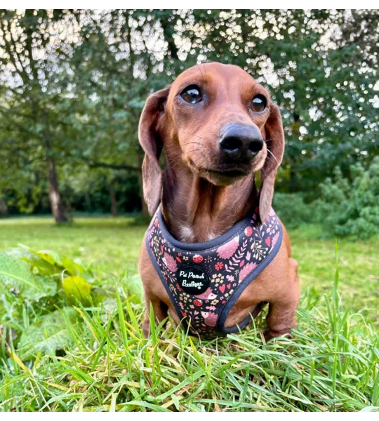 Woodland Hedgehog Dog Harness