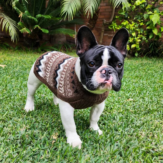 Woolly Peaks Alpaca Wool Dog Jumper - Alqo Wasi