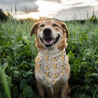Yellow Pepper Pot Roses Dog Bandana
