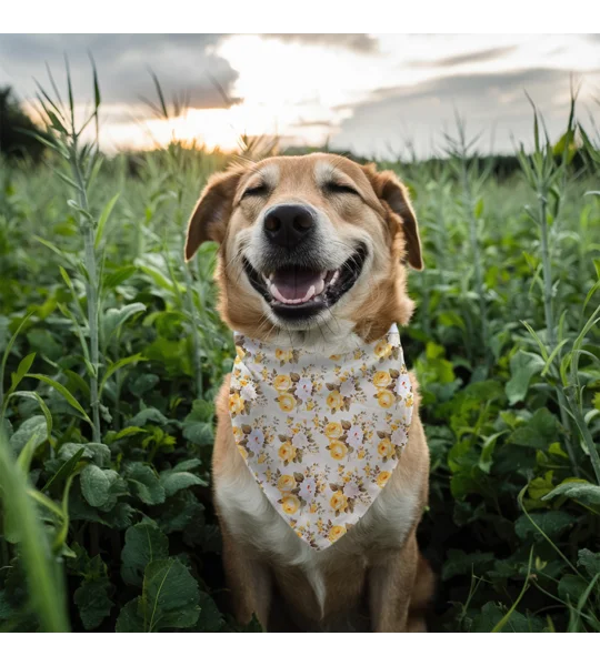 Yellow Pepper Pot Roses Dog Bandana
