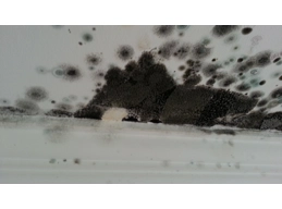 Effective DIY Mould removal kit