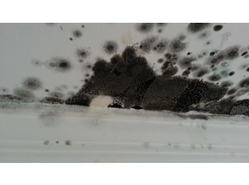 Effective DIY Mould removal kit