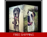 Help Our Dogs Retire....