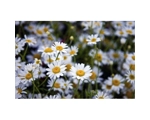 Chamomile, Matricaria recutita variety 