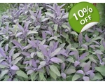 SALVIA OFFICINALIS - Sage