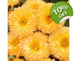 Calendula Apricot seeds