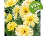 Calendula Cream seeds