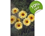 Calendula Lemon seeds