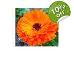 Calendula Orange seeds