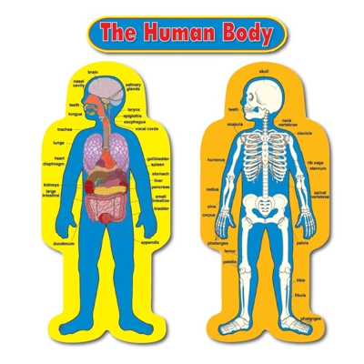 Child-Size Human Body Bulletin Board Set