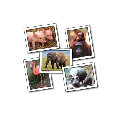 Favorite Animals Learning Cards
