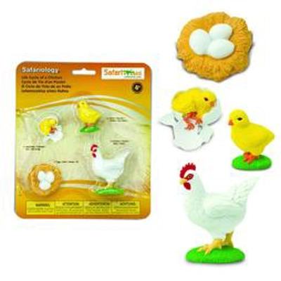 LIFE CYCLE OF CHICKEN