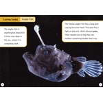 Maverick decodable phonics readers Purple L8 set of 18