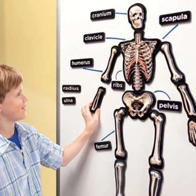 HANDS-ON 3-D DEMONSTRATION MAGNETS SKELETON