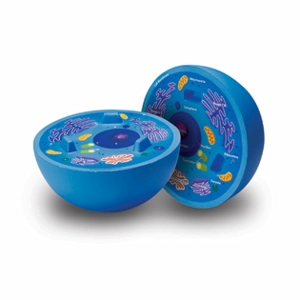 Soft Foam Cross-Section Anim..