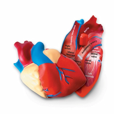 Cross-Section Human Heart Model