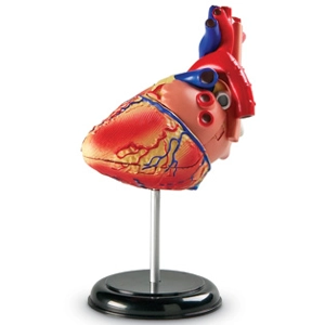 Anatomy Model - Heart